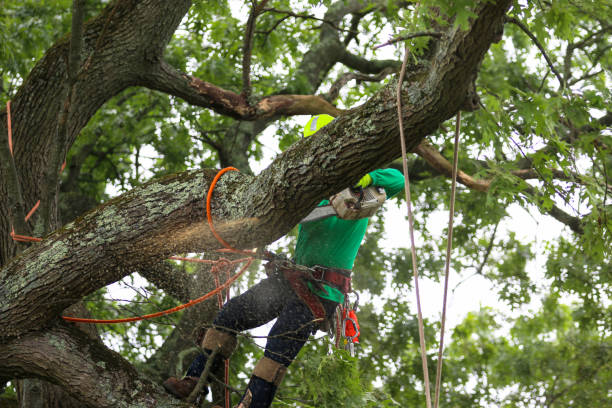 Best Storm Damage Tree Cleanup  in USA